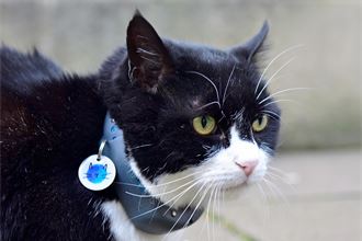 Top cat: Tributes paid as former Foreign Office chief mouser Palmerston dies