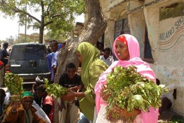 Select Committee criticises Home Office for failing to consult on khat ban