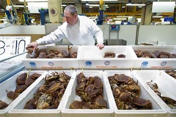 Hauling in a bigger catch of suppliers