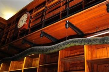 Fewer snakes, more ladders