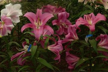 Event: RHS Chelsea Flower Show