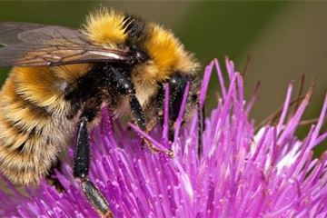 Defra launches strategy to protect and support bees