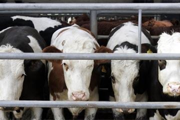TB testing on farms to be greater centralised from April 2015