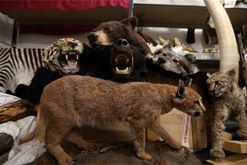 MPs warn of 'security risk' of Border Force staff being diverted to work on post-Brexit customs