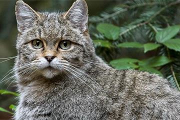 Defra non exec director proposes reintroduction of wildcats to England
