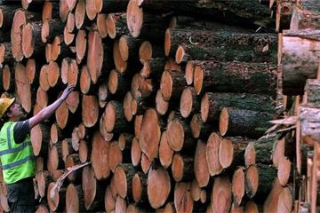 Welsh Government’s environmental regulator lost £1m through improper timber sales