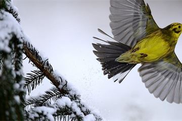 Operation Yellowhammer: departments told not to overload central command