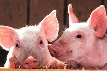 Defra looks to get a grip on pig performance data