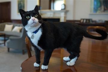 All right meow: Foreign Office chief mouser Palmerston returns after mysterious absence