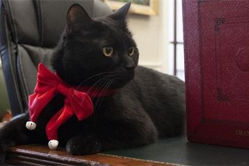 Gladstone to 'work from home' as Treasury mousing duties put on paws