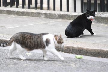 Mog changes: DWP to recruit chief mouser
