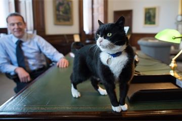 Palmerston miaows out: Foreign Office mouser to retire