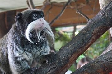 Ex-NHSX head Gould tipped as next top dog for London Zoo