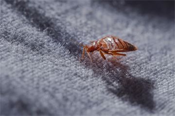 More than £140k spent eliminating bed bugs from government buildings