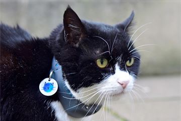Top cat: Tributes paid as former Foreign Office chief mouser Palmerston dies
