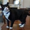 All right meow: Foreign Office chief mouser Palmerston returns after mysterious absence
