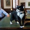 Palmerston miaows out: Foreign Office mouser to retire