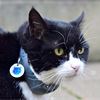 Top cat: Tributes paid as former Foreign Office chief mouser Palmerston dies