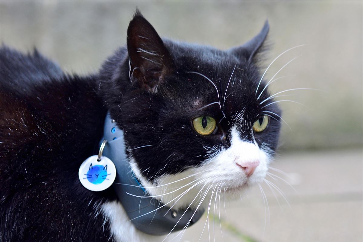 Top cat: Tributes paid as former Foreign Office chief mouser Palmerston dies